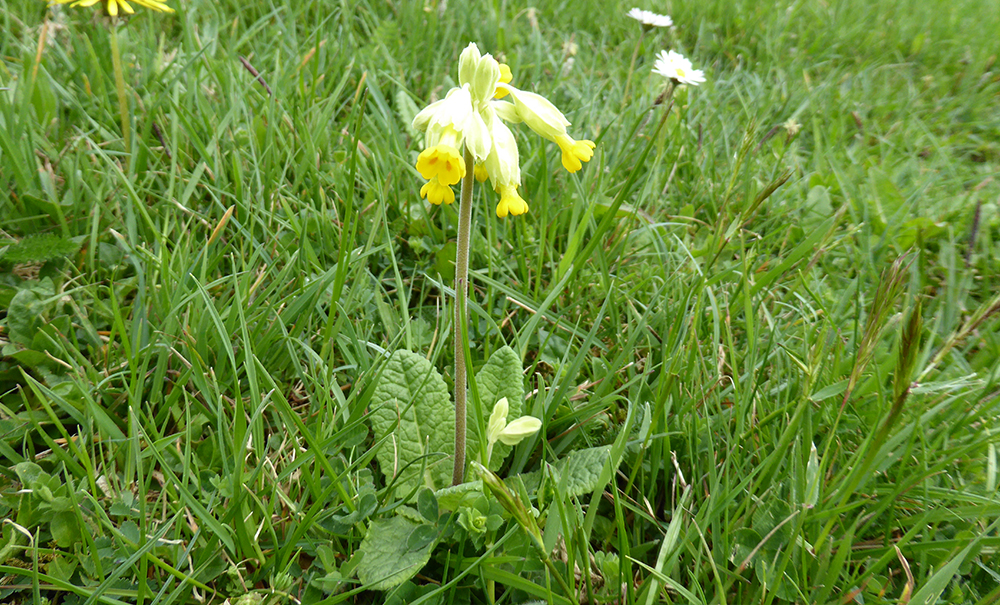 Primula Veris - Cowslip