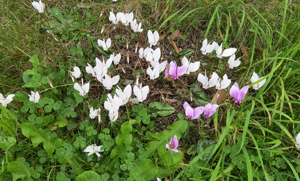 Cyclamen persicum - Wild Cyclamen