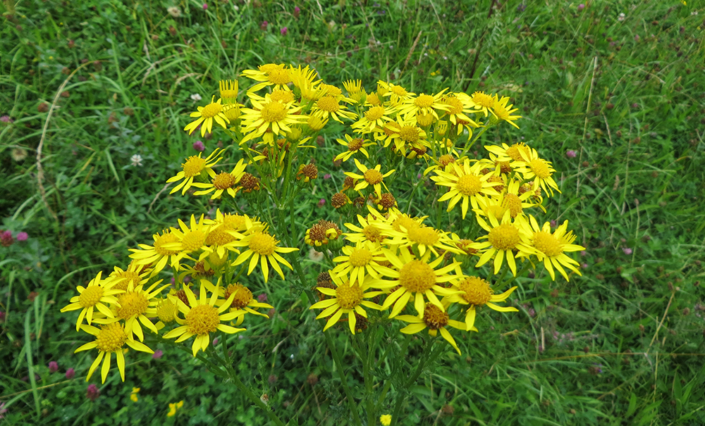 Jacobaea vulgaris - &lsquo;Ragwort&rsquo;