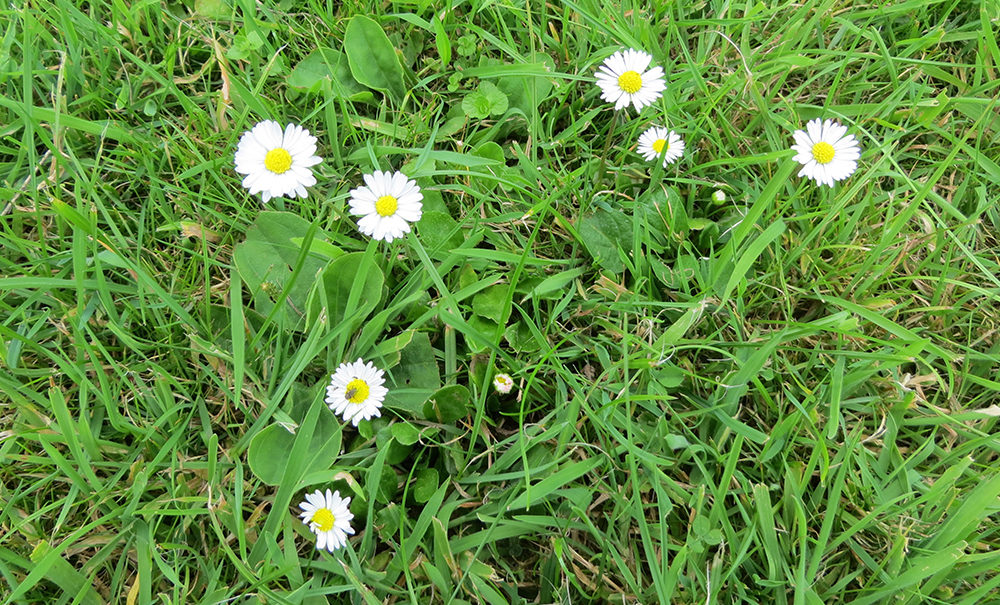 Bellis perennis - &lsquo;Common Daisy&rsquo;