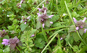 Lamium purpureum - Red Dead Nettle