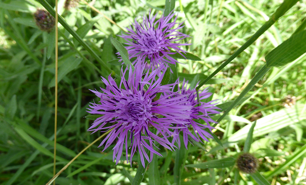 Centaurea nigra - Knapweed