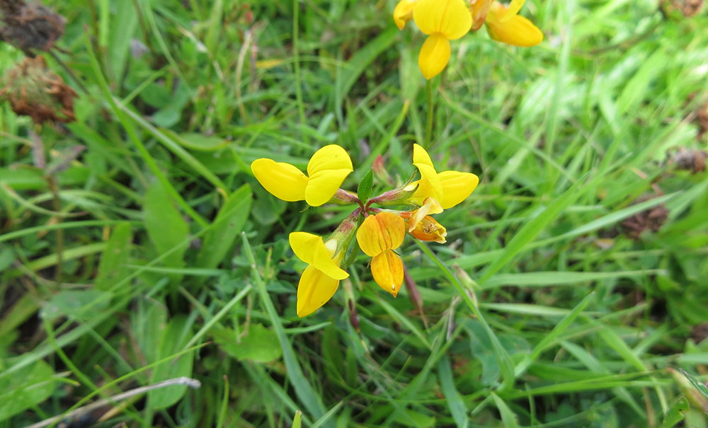 Lathyrus pratensis – &lsquo;Meadow vetchling&rsquo;