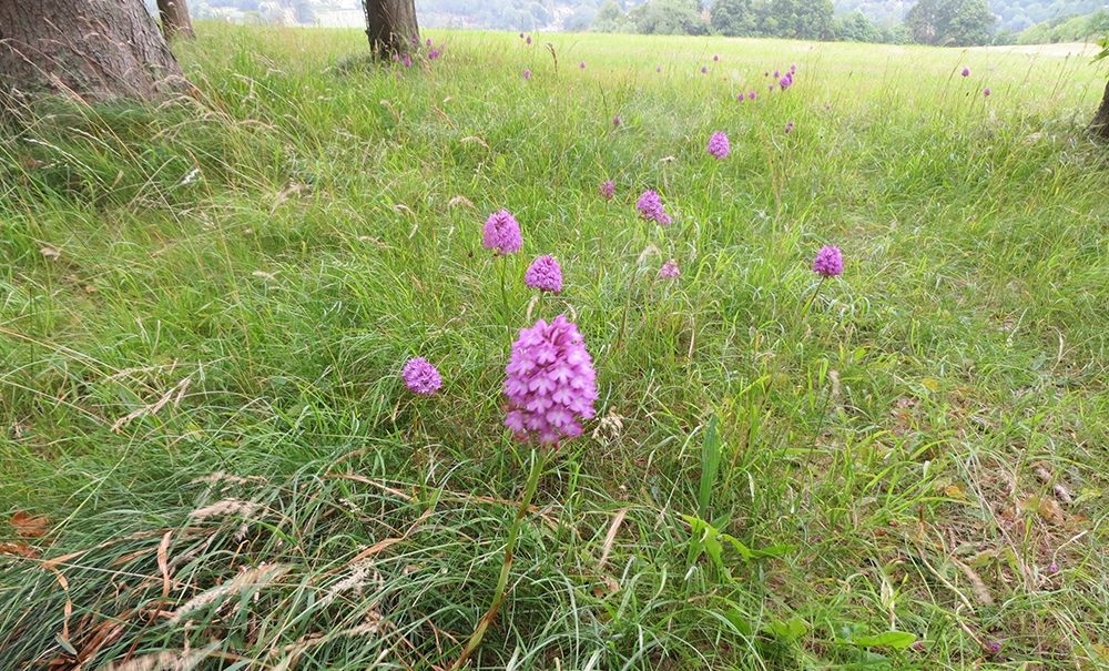 Anacamptis pyramidalis - &lsquo;Pyramidal Orchid&rsquo;