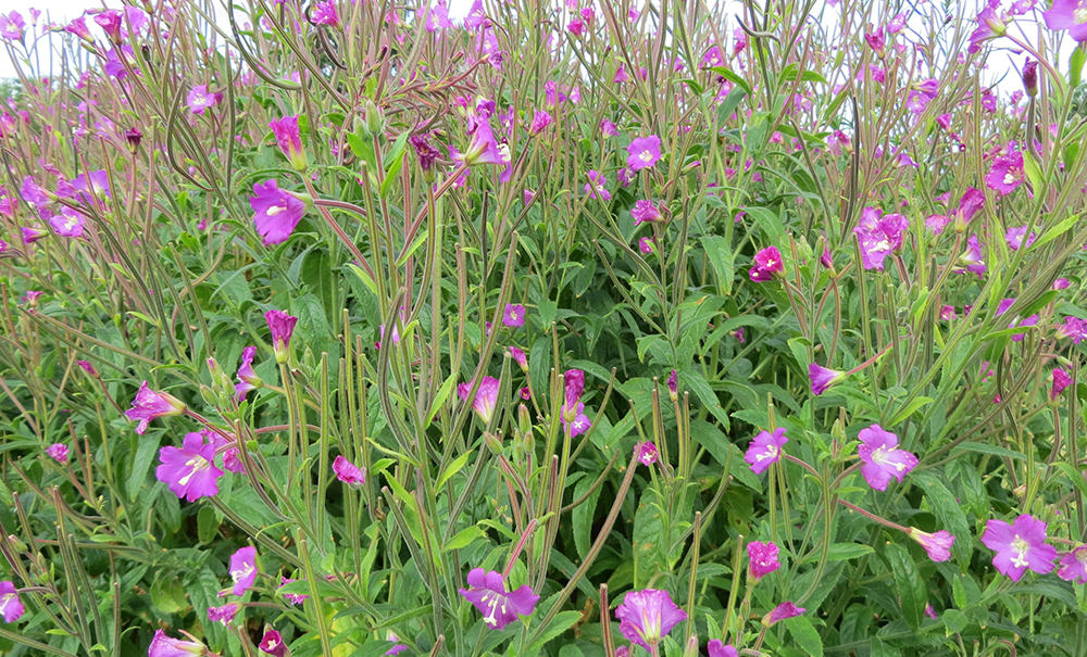 Epilobium hirsutum - &lsquo;Great Willowherb&rsquo;