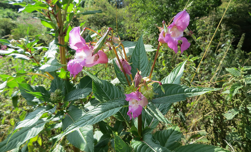 Impatiens glandulifera - &lsquo;Policeman&rsquo;s Helmet&rsquo;