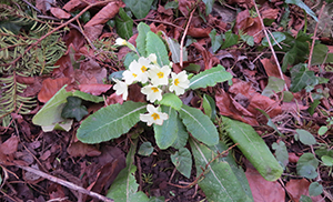 Primula vulgaris - Wild Primrose