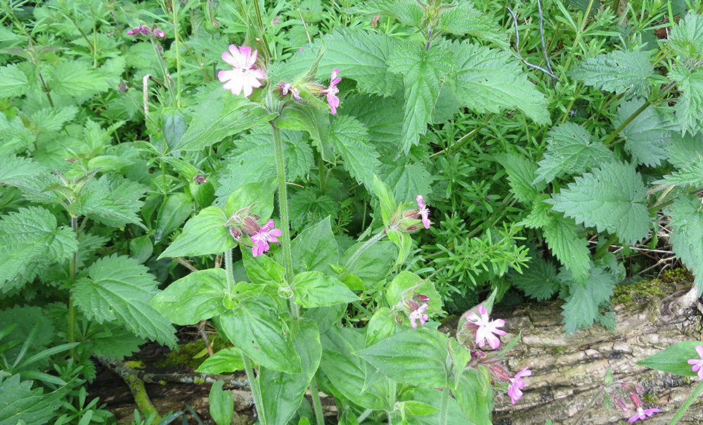 Silene dioica - &lsquo;Red Campion&rsquo;