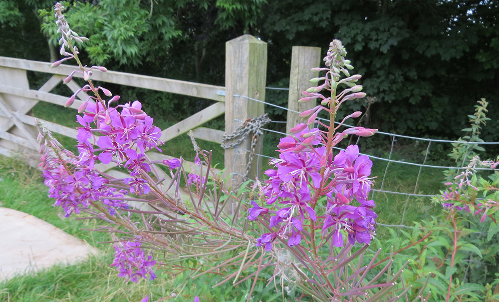 Chamerion angustifolium - &lsquo;Rosebay Willowherb&rsquo;