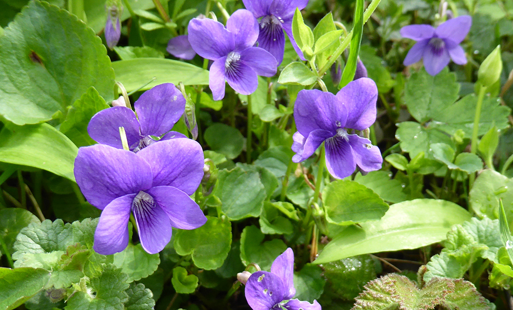 Viola odorata - Violet