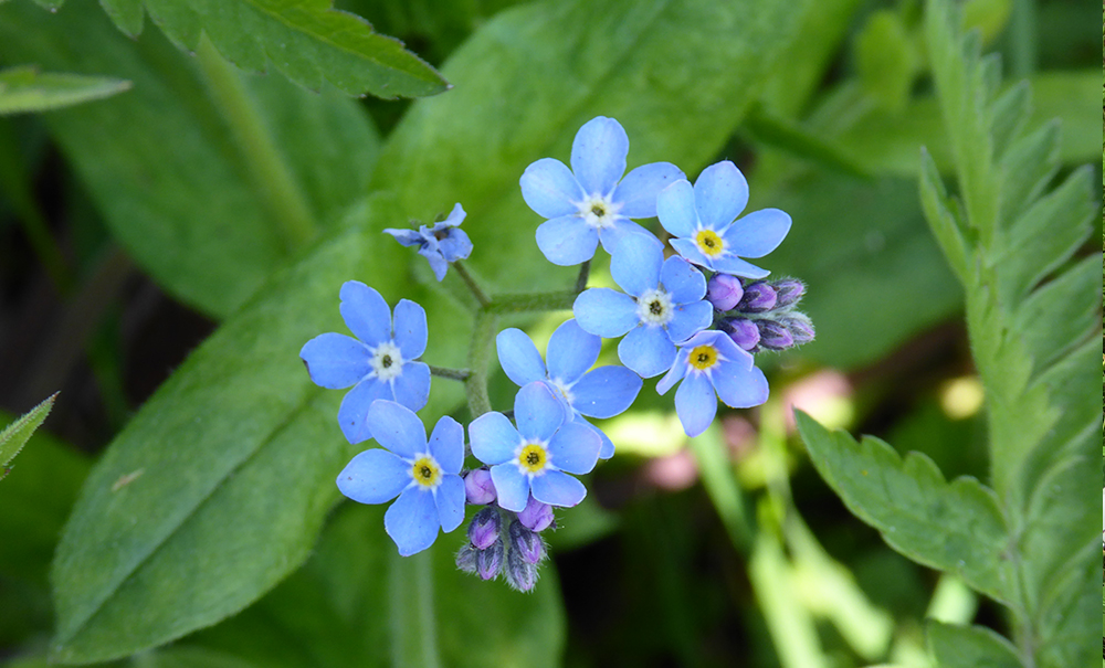 Myosotis scorpioides - Water Forget-Me-Not