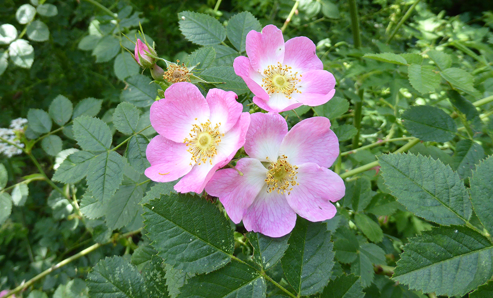 Rosa canina - Dog Rose