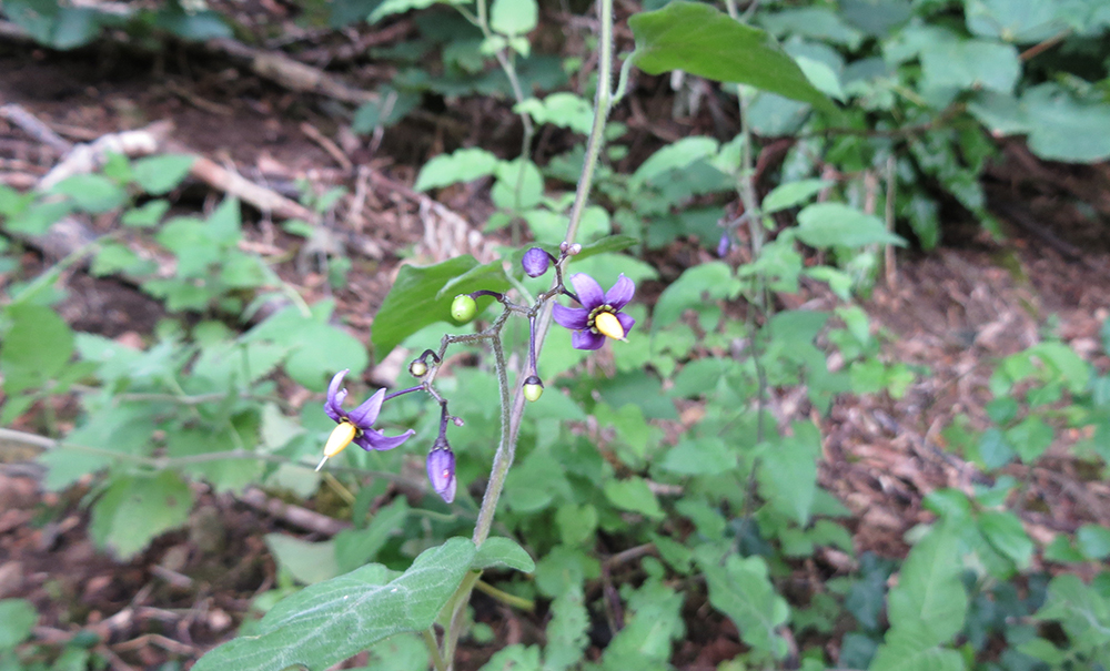 Solanum dulcamara - &lsquo;Woody Nightshade&rsquo;