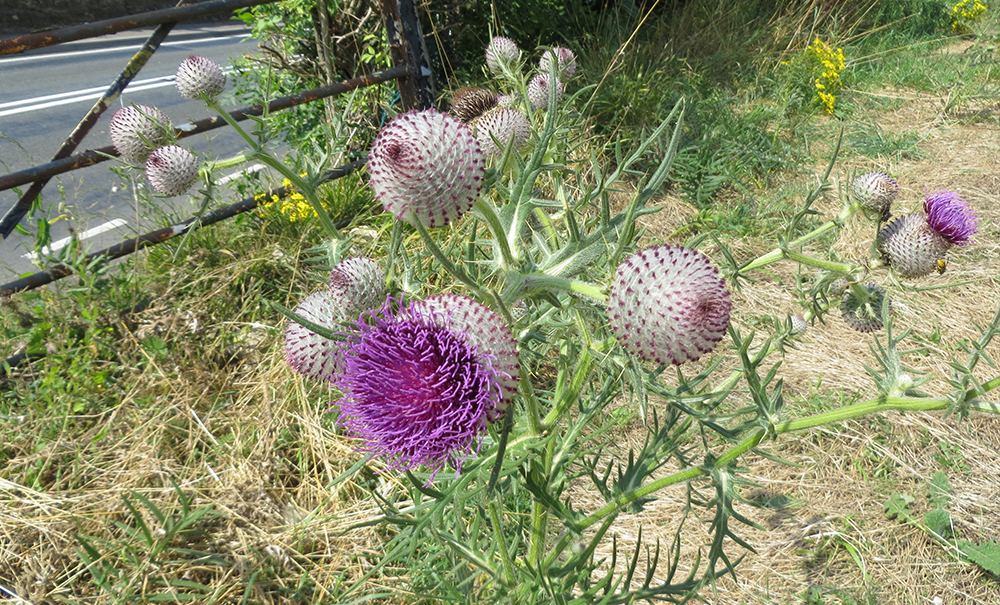 Cirsium eriophorum -&lsquo;Woolly Thistle&rsquo;