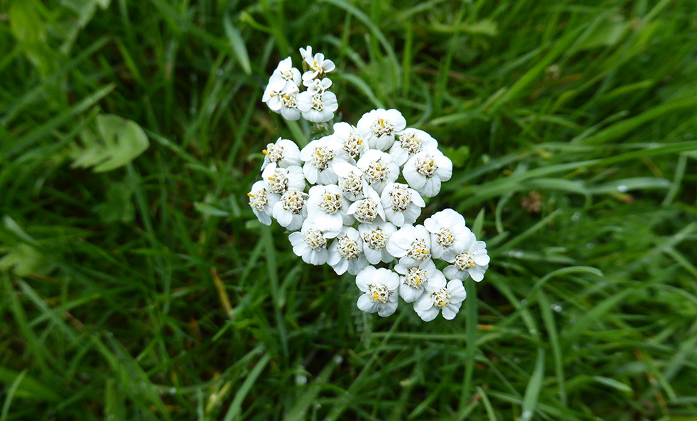 Achillea millefolium - Yarrow