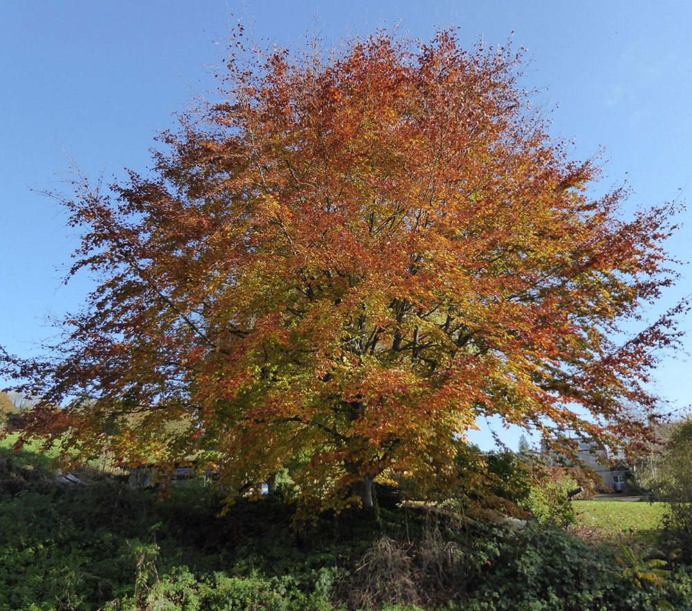 Autumn walks are so pretty