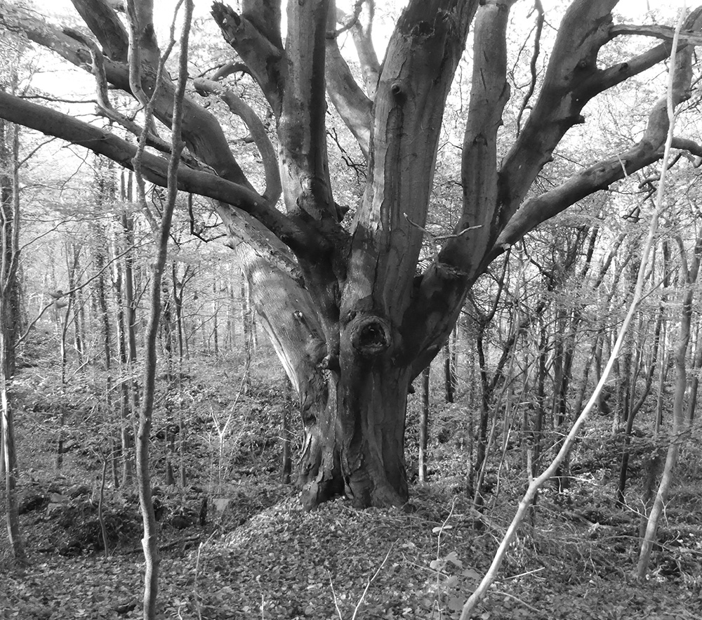 spooky old tree in the woods