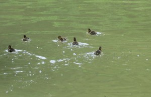 ducklings